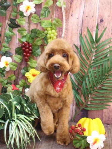 20230806テディくん